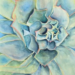 image of Aloe