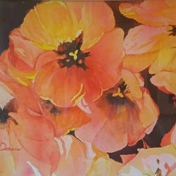image of California Poppies